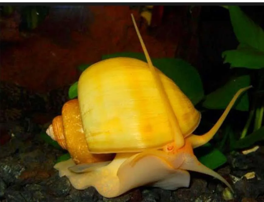 CARACOL MANZANA