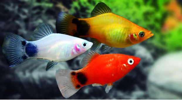 PEZ PLATYS VARIADOS