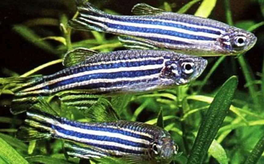 PEZ DANIO CEBRA