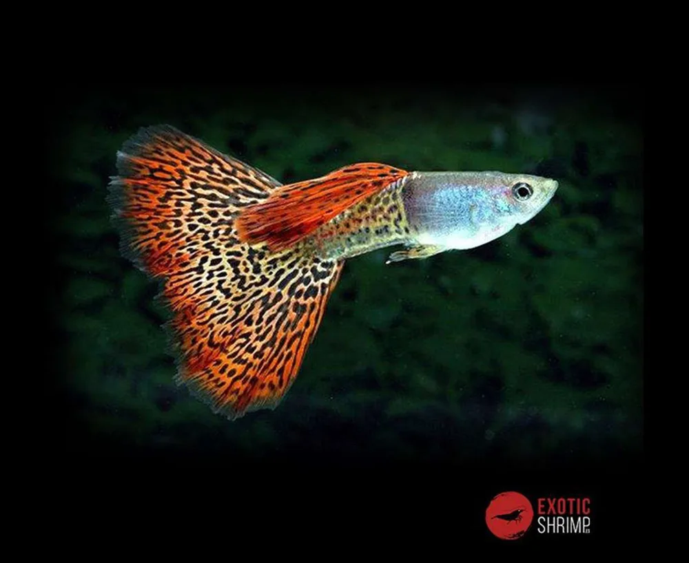 PEZ GUPPY MACHO VARIADOS