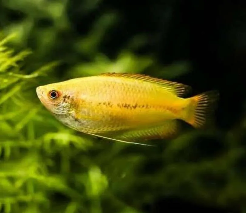 PEZ GURAMI AMARILLO