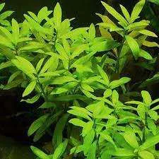 PLANTA HYGROPHILA POLYSPERMA