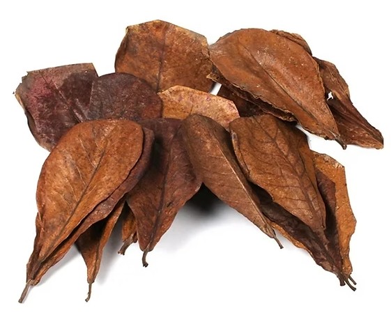 HOJA DE ALMENDRO